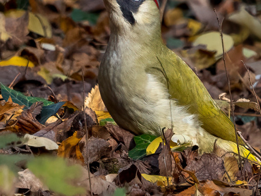 Picchio verde