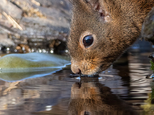 Scoiattolo europeo (Sciurus vulgaris)