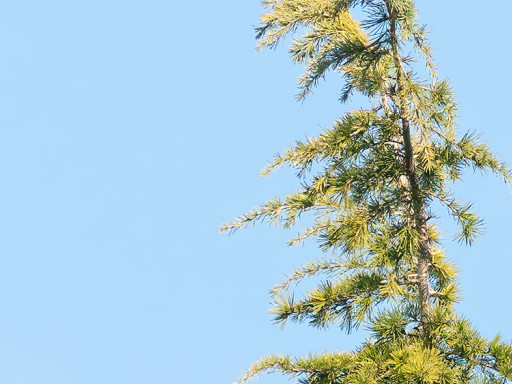 Storno comune (Sturnus vulgaris)