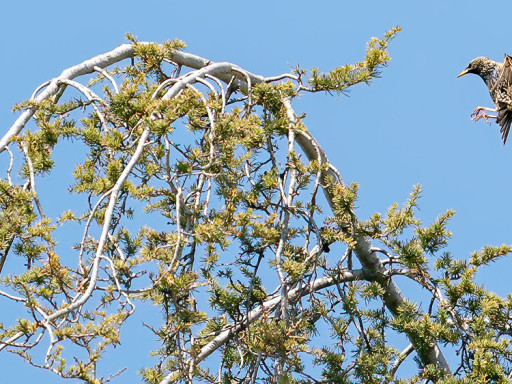 Storno (Sturnus vulgaris)