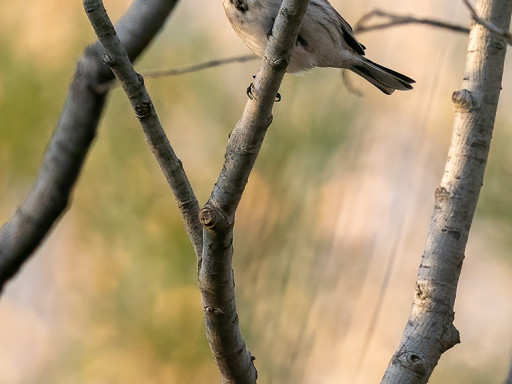 Migliarino di palude