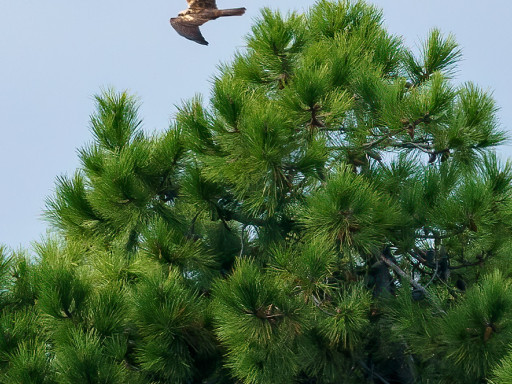 Falco di palude