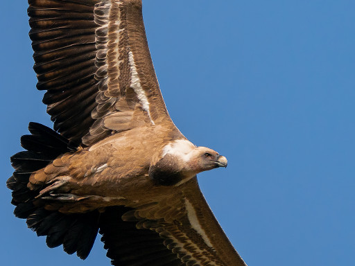 Grifone (Gyps fulvus)