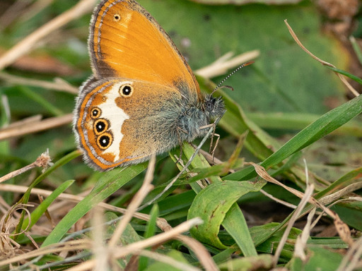 Coenonympha arcania