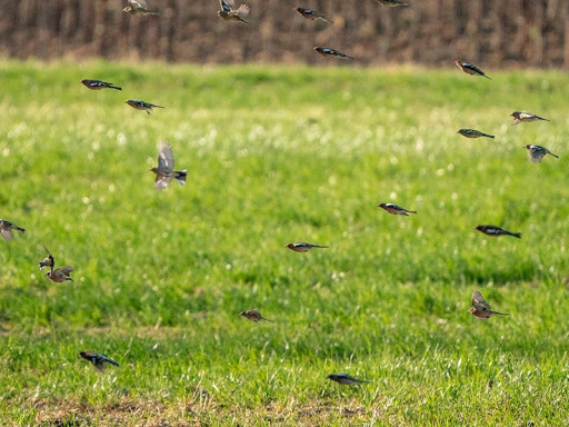 Stormo misto in volo