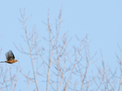 Fringuelli in volo