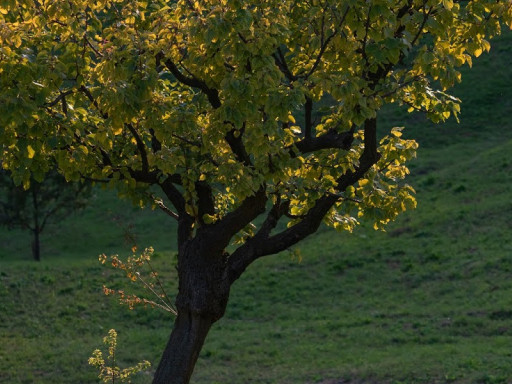 Albero al tramonto