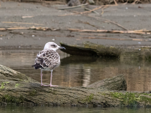 Gabbiano corallino juv