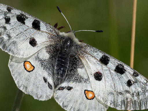 Parnassius apollo