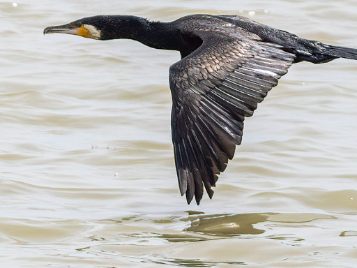 Cormorano