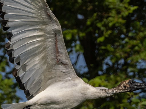 Ibis sacro