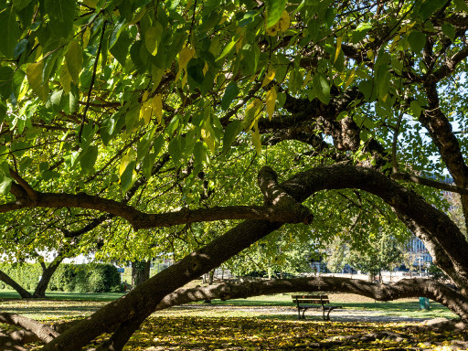 Parco Querini