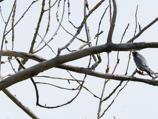 Falco cuculo ♂