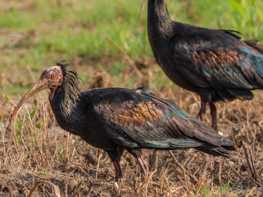 Ibis eremita