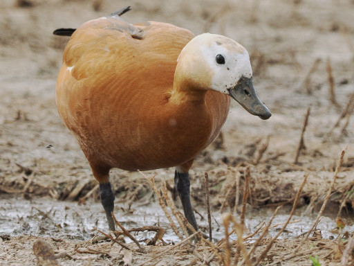 Casarca (Tadorna ferruginea)