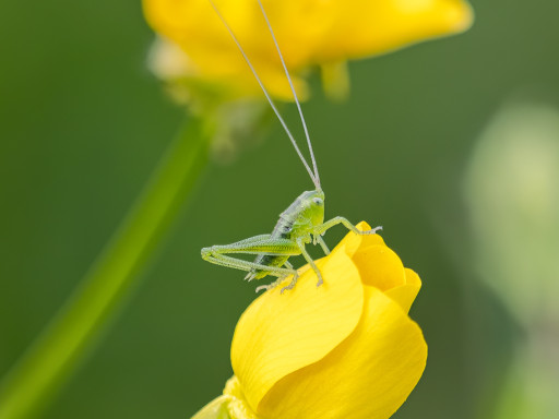 Cavalletta verde