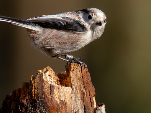 Codibugnolo (Aegithalos caudatus)