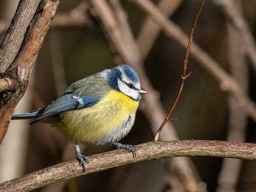 Cinciarella (Cyanistes caeruleus)